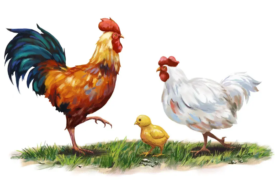 Galo galinha e pintinho - Ilustrado por André Martins