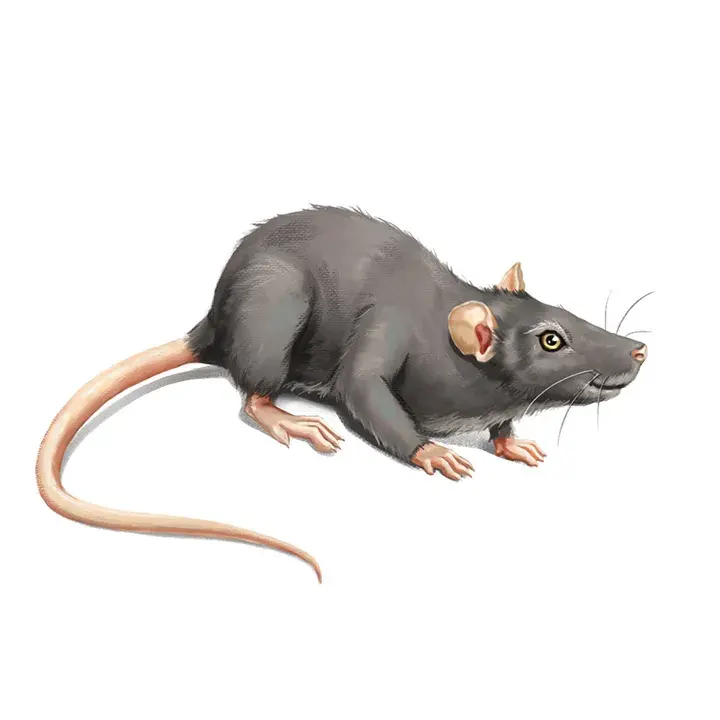 Rato - Ilustrado por André Martins