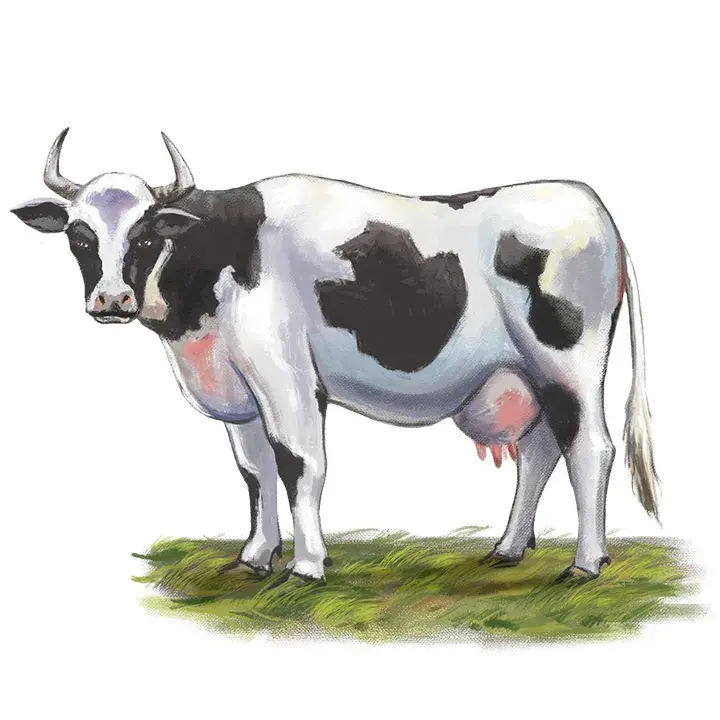Vaca - Ilustrada por André Martins